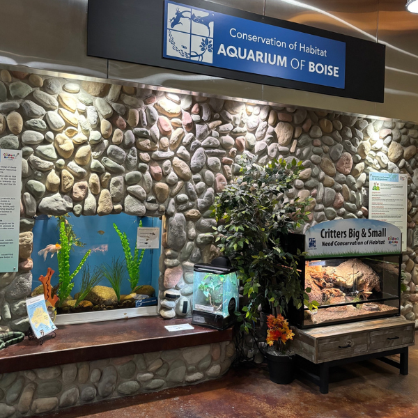 Aquarium and tanks with reptiles and amphibians