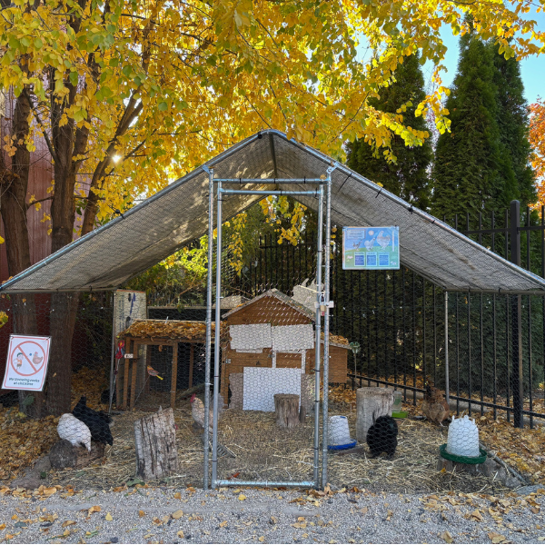 Chicken coop outside with chickens inside